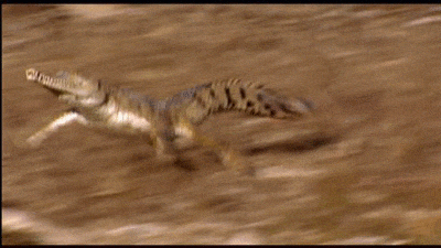 4577262_rizrqoskwb_1610299560537.gif
