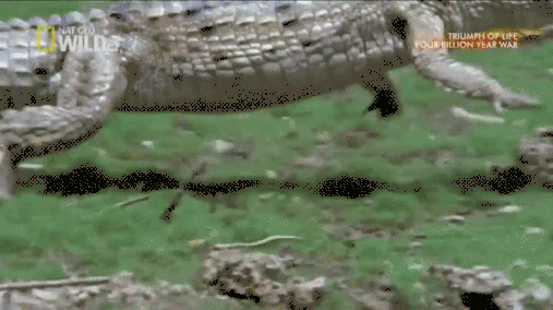 4577262_zrXebMqmcb_1610299445398.gif