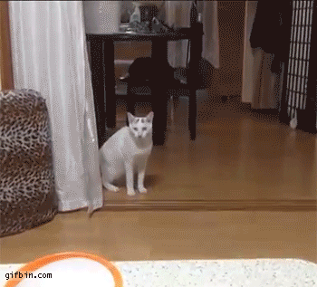 4356617_vGKYRTICl6_1597245789150.gif