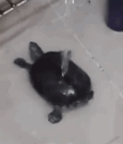 FCqYO.gif