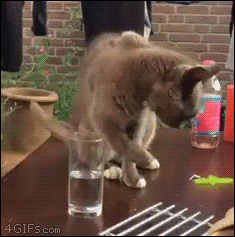 3NTuiW.gif