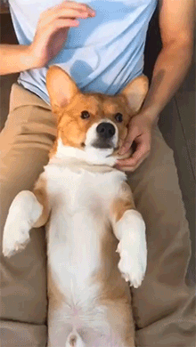 4359601_HuWnVybAXZ_1597468975145.gif