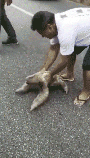 4361067_EXTLmSBWu4_1597628116423.gif