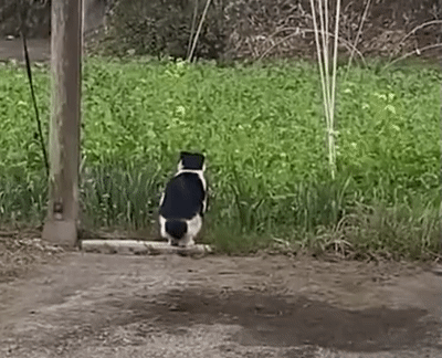 4671131_y7KbASj3Ko_1617159267379.gif