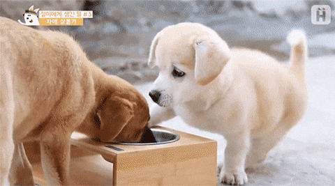 4490741_ZmrE8gybIY_1605777560983.gif