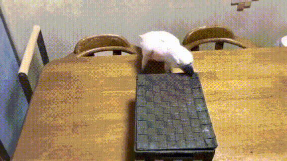 2Zhogv.gif