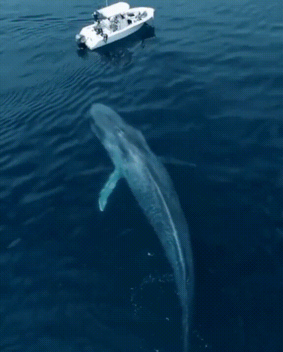 4721739_1622207561950.gif