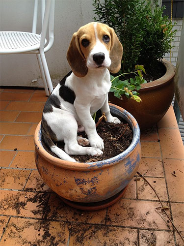 beagle